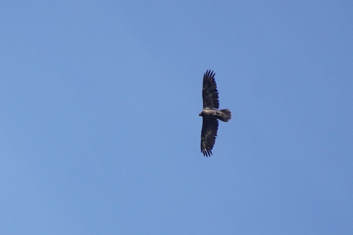 Bearded Vulture - ML621701053