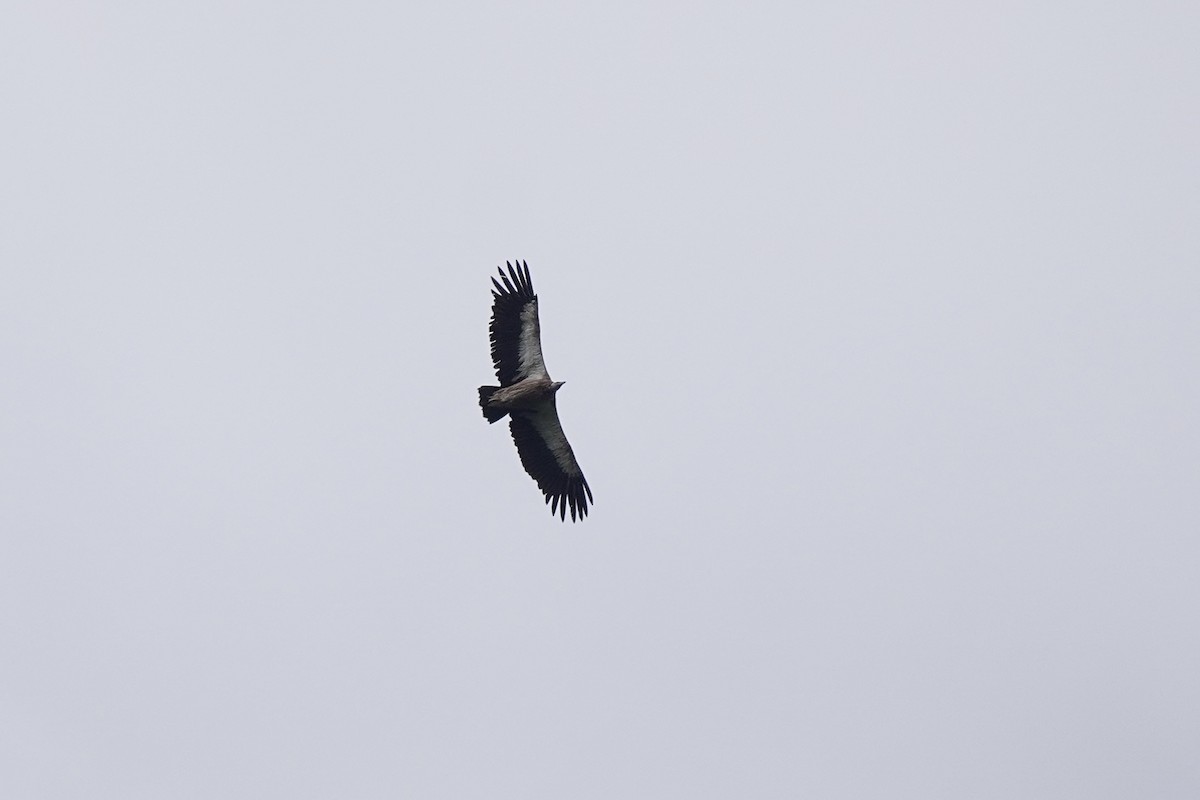 Himalayan Griffon - ML621701064