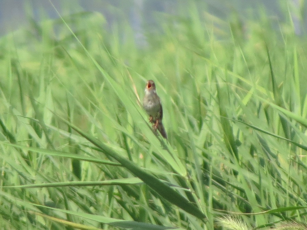 Marsh Grassbird - ML621701066