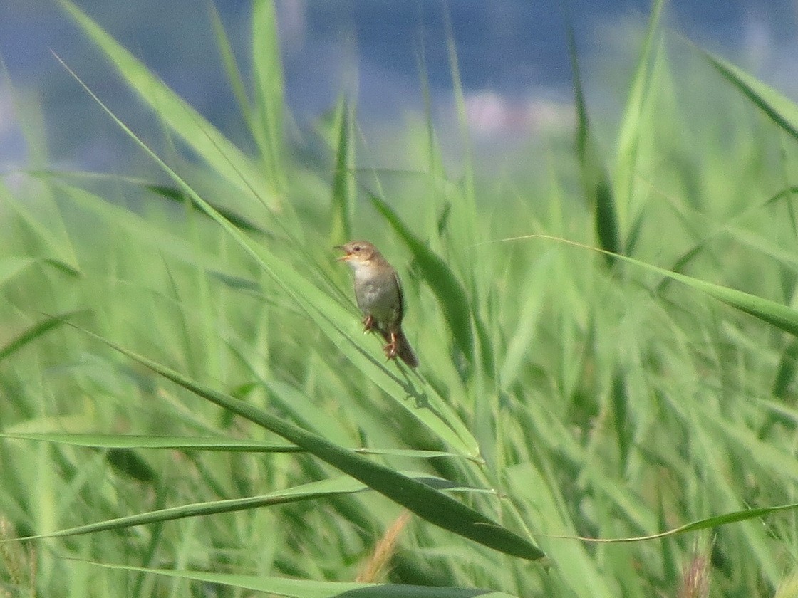 Marsh Grassbird - ML621701072