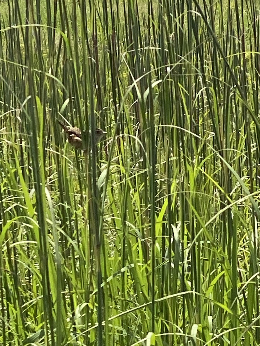 Sedge Wren - ML621701074