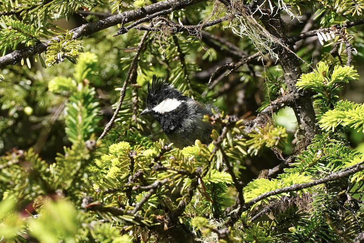 Rufous-vented Tit - ML621701083