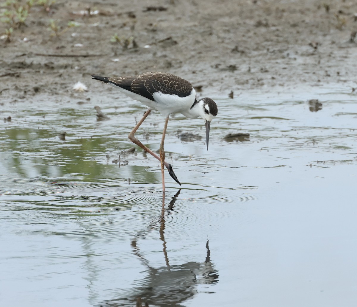 Black-necked Stilt - ML621701087