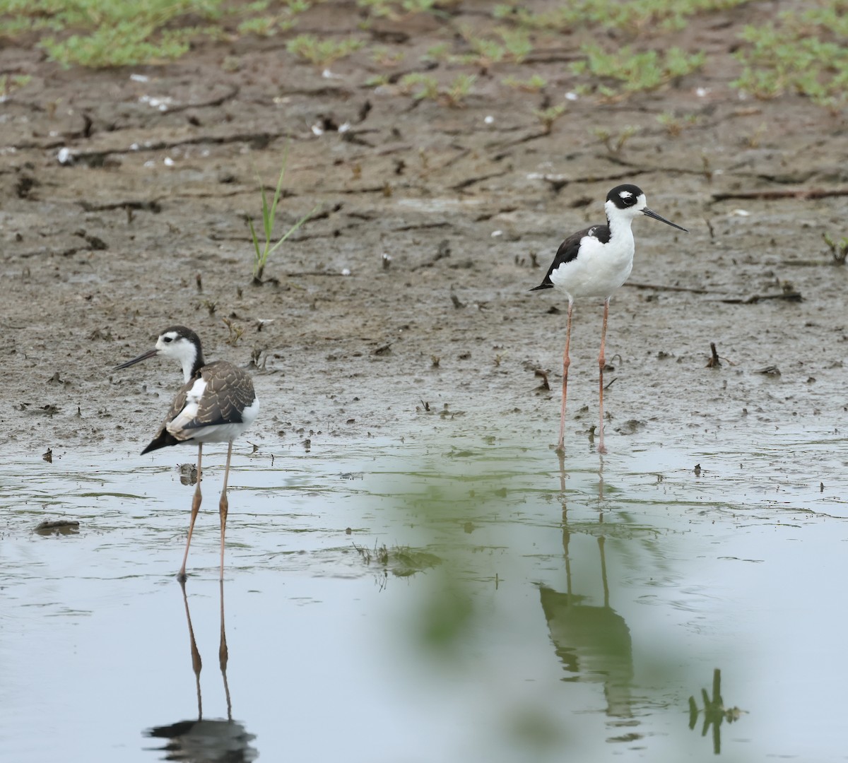 Black-necked Stilt - ML621701088