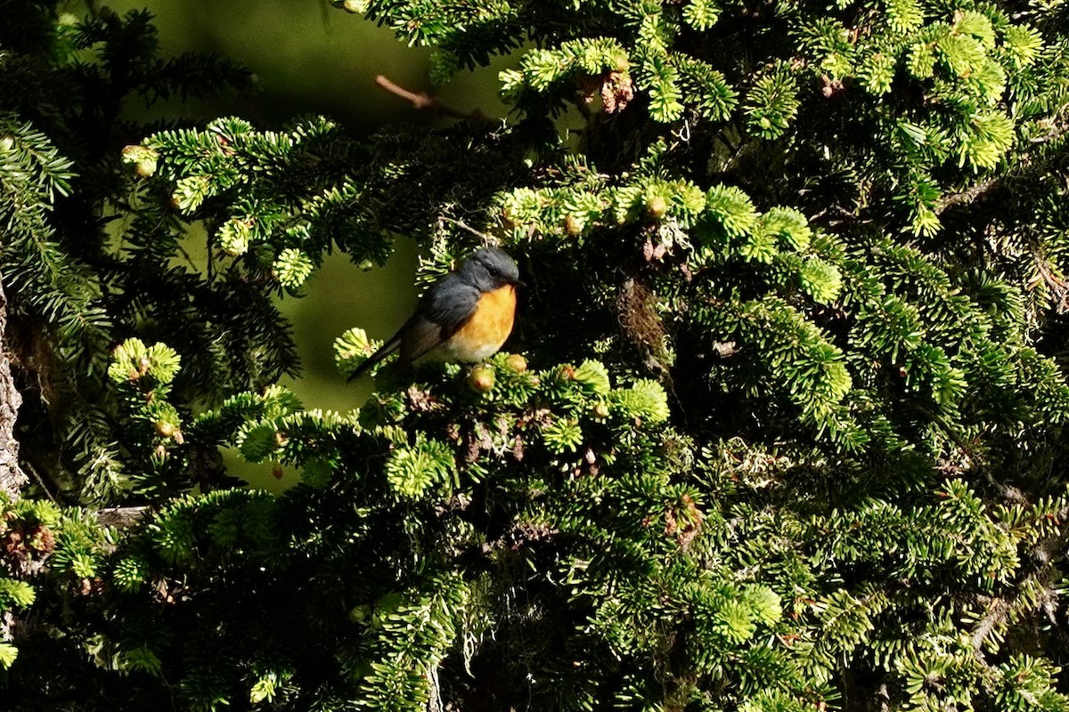 Slaty-backed Flycatcher - ML621701098