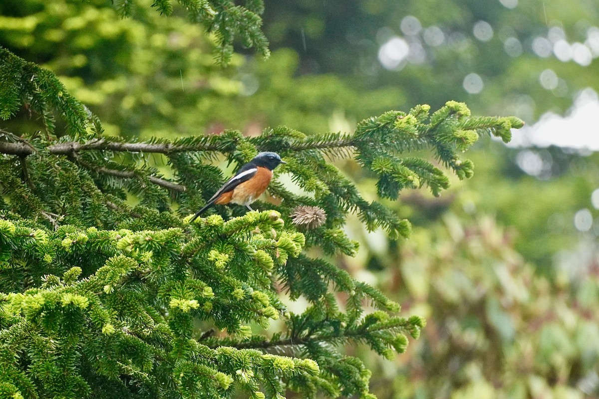 White-throated Redstart - ML621701110