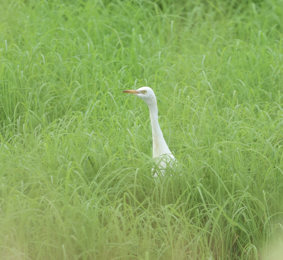 Western Cattle-Egret - ML621701122