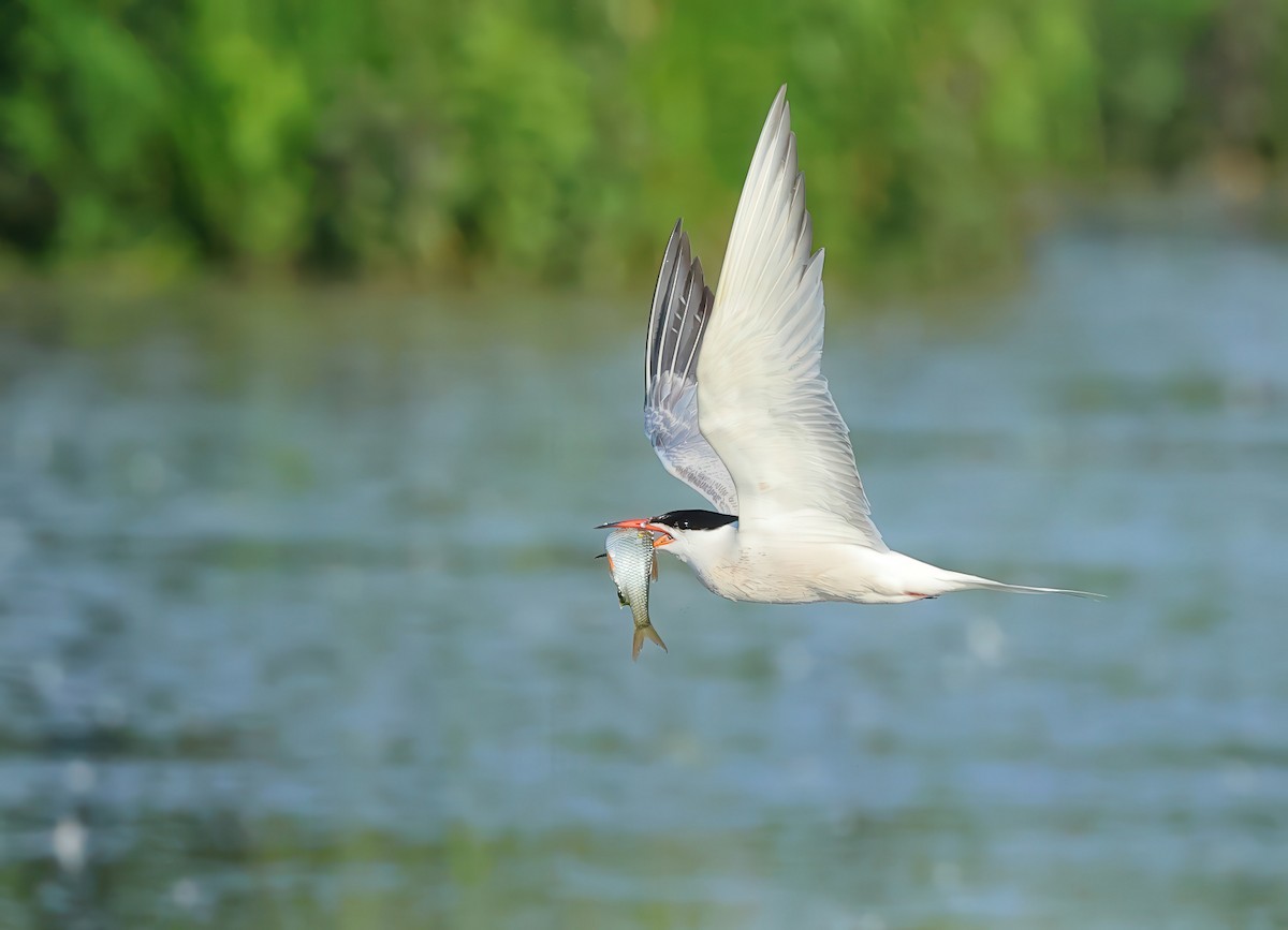 Common Tern - ML621701126