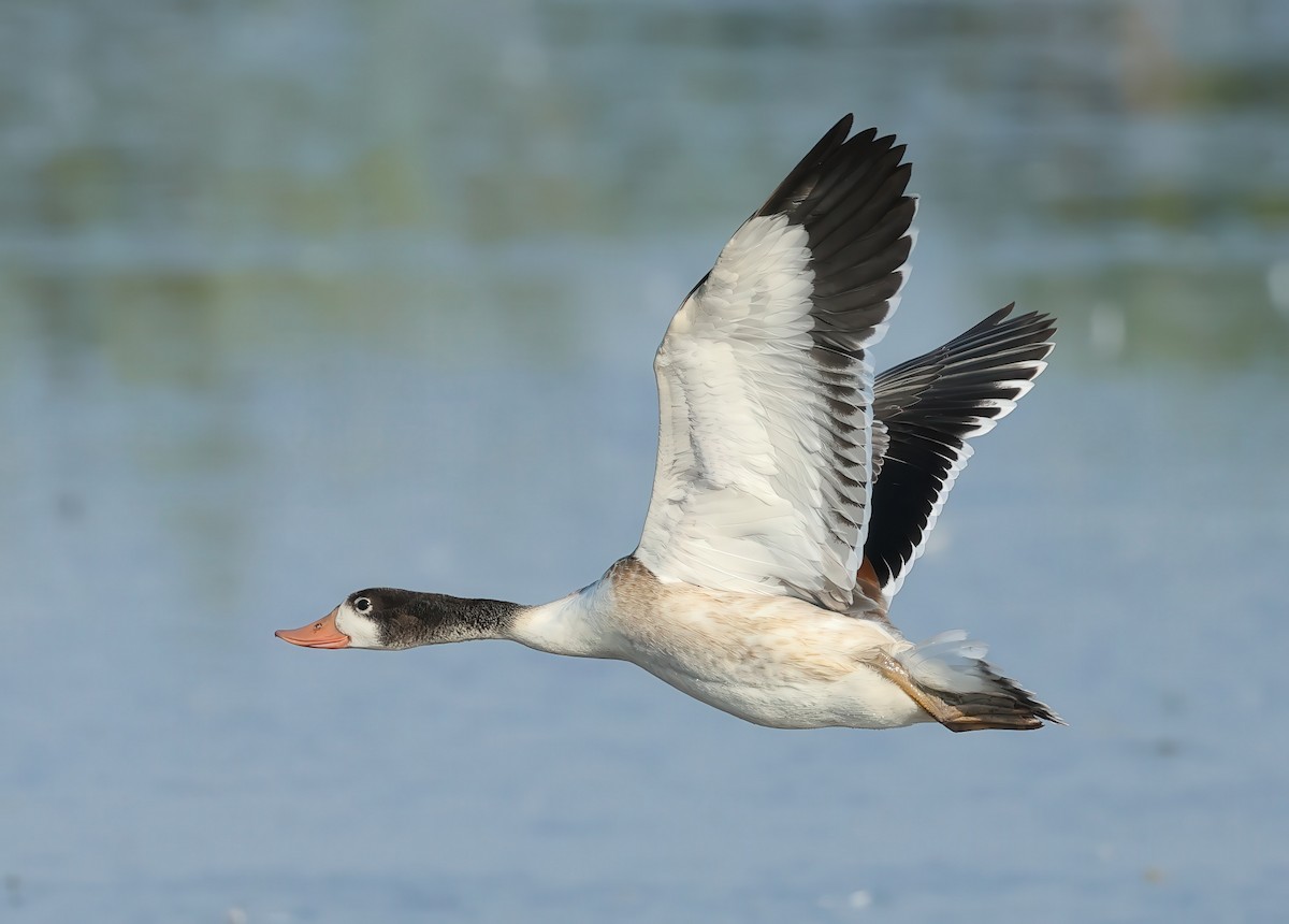 Common Shelduck - ML621701143