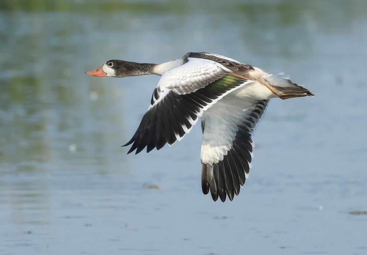 Common Shelduck - ML621701145