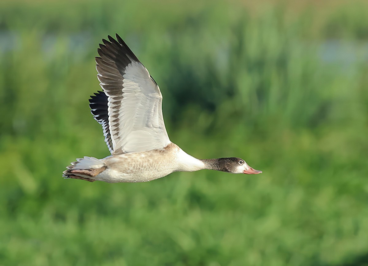 Common Shelduck - ML621701146