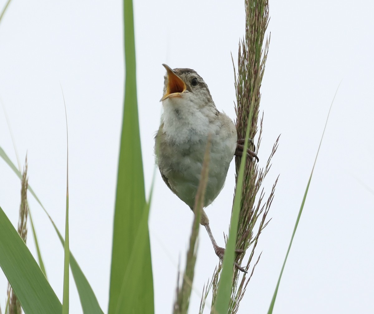 Marsh Wren - ML621701150