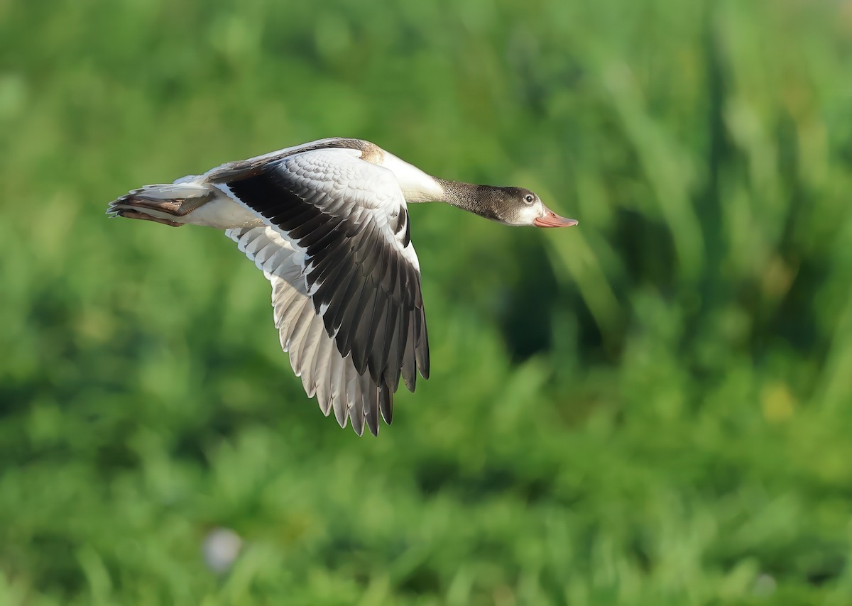 Common Shelduck - ML621701160