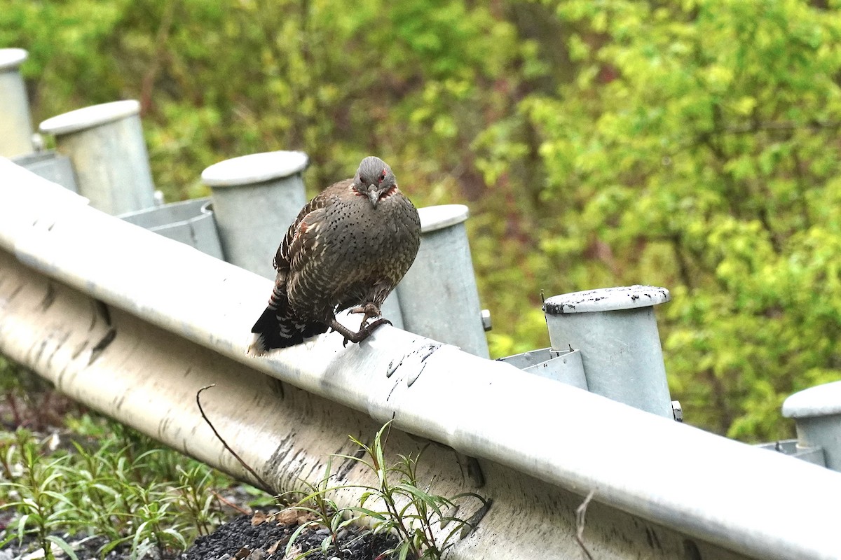 Chestnut-throated Monal-Partridge - ML621701175