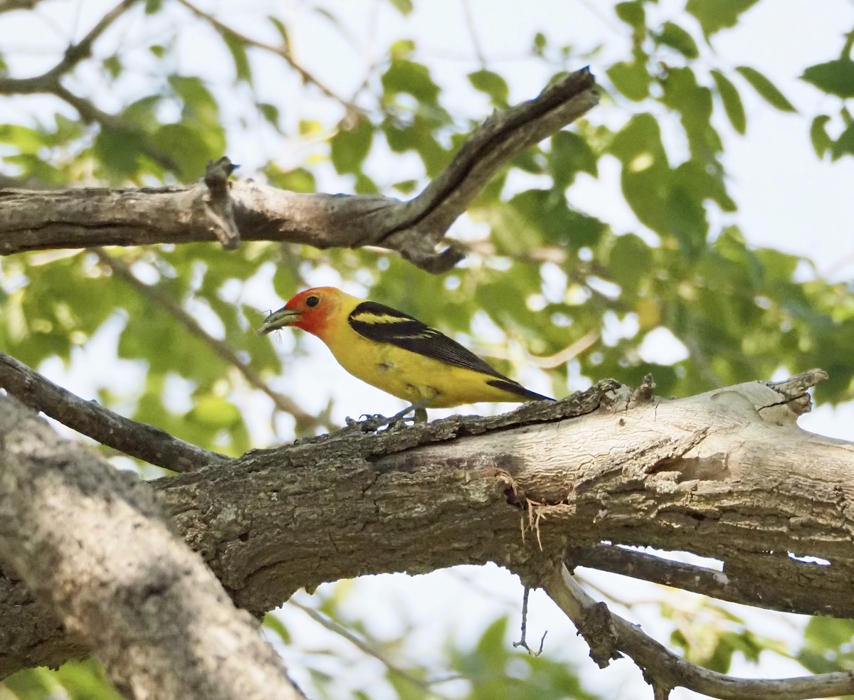 Western Tanager - ML621701188