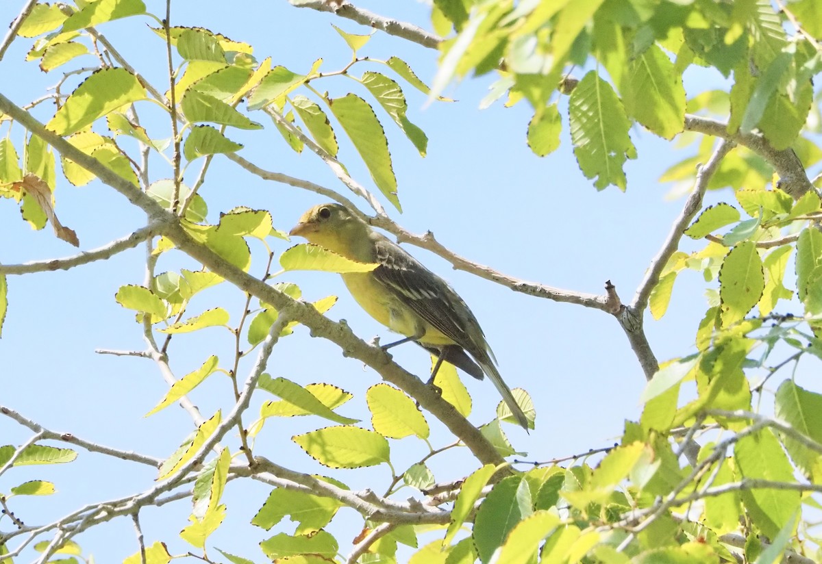 Western Tanager - ML621701215