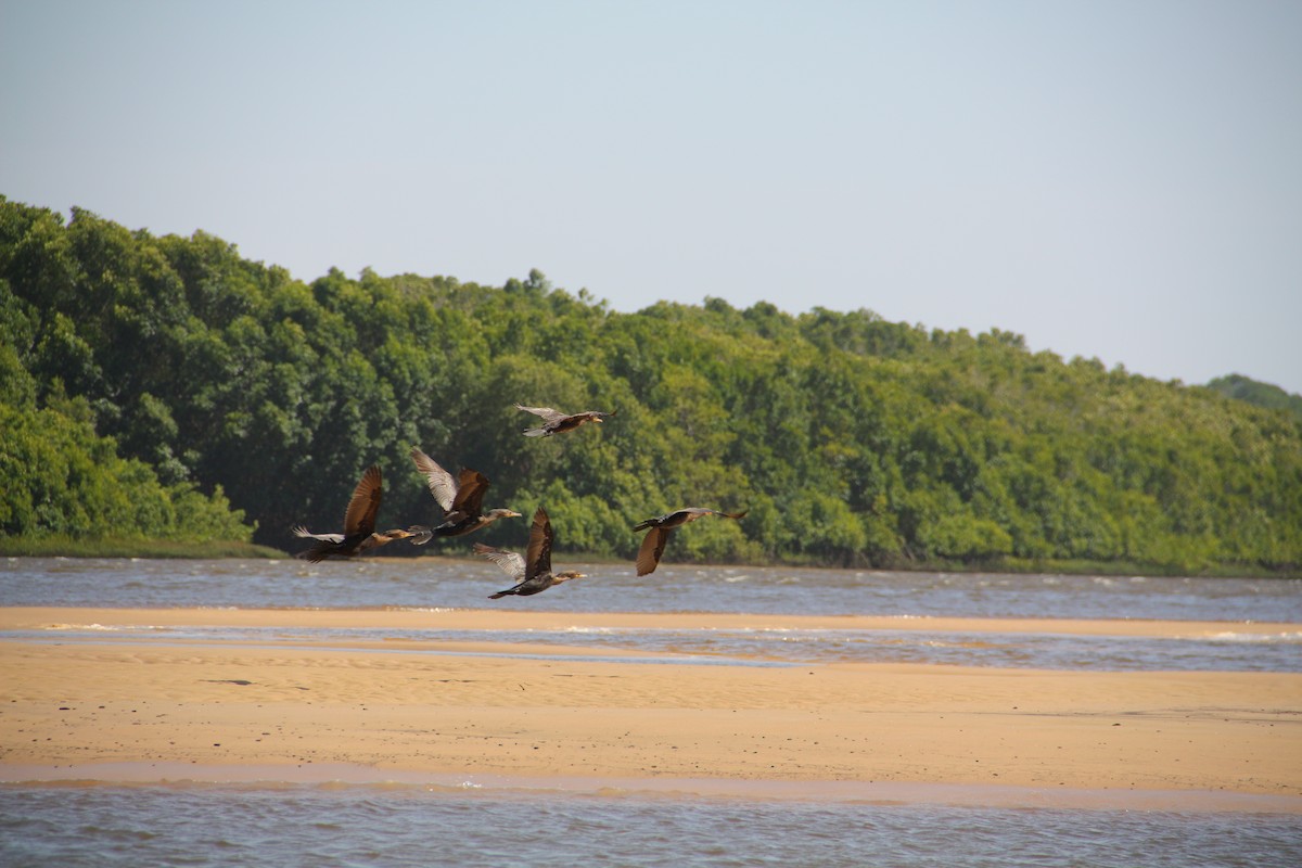 Neotropic Cormorant - ML621701224