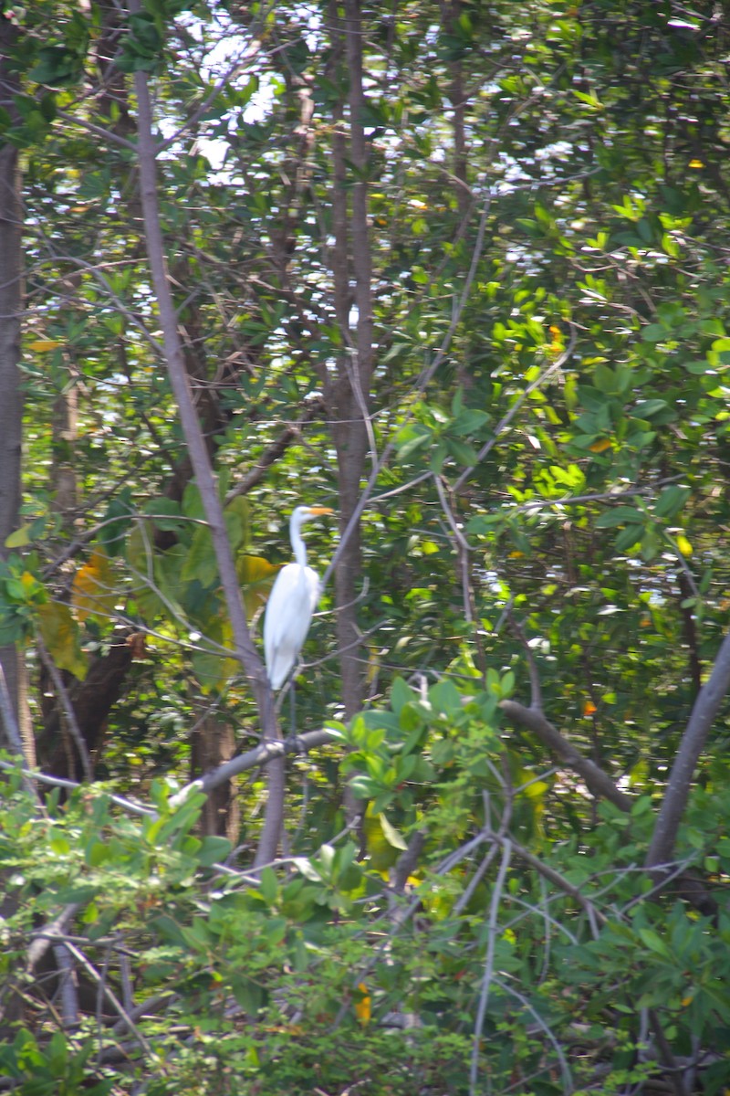 Western Cattle-Egret - ML621701233