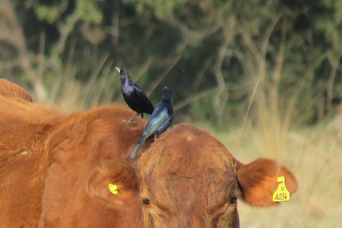 Shiny Cowbird - Anonymous