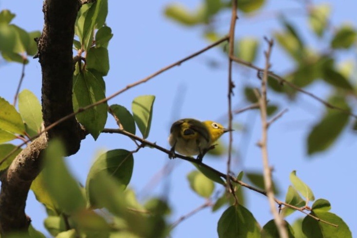 Indian White-eye - ML621701259