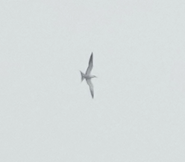 Sooty Tern - ML621701271