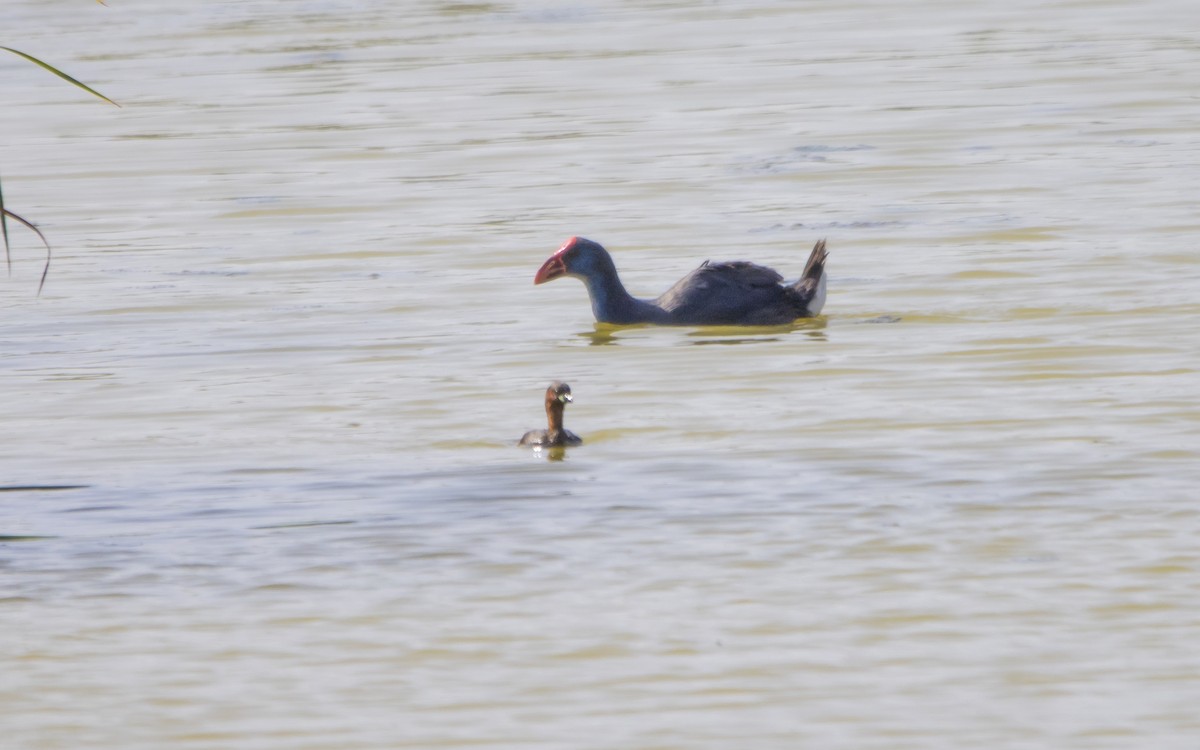 Western Swamphen - ML621701275