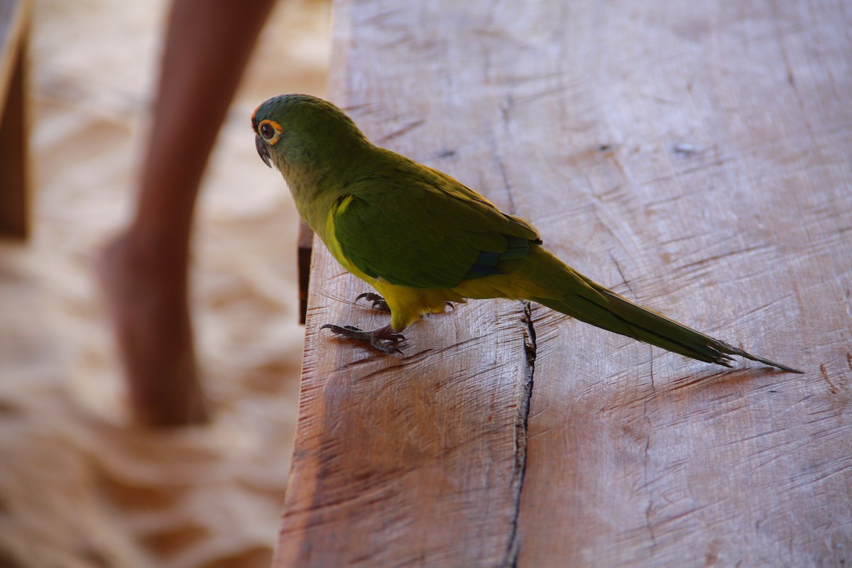 Peach-fronted Parakeet - ML621701285