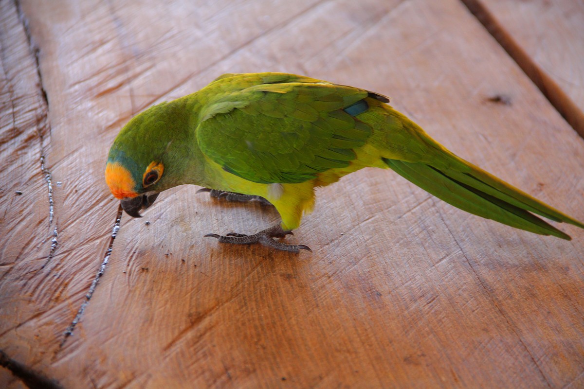 Peach-fronted Parakeet - ML621701286