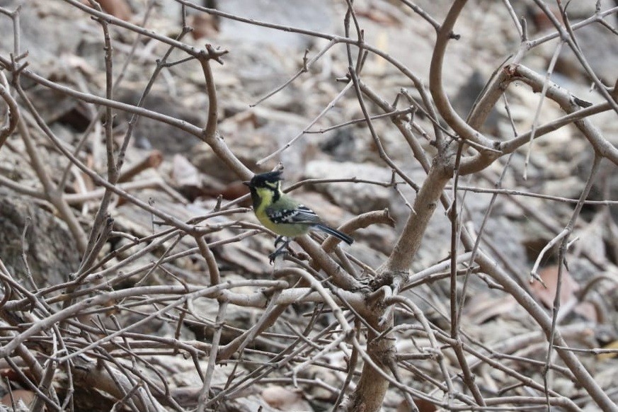 Indian Yellow Tit - ML621701293