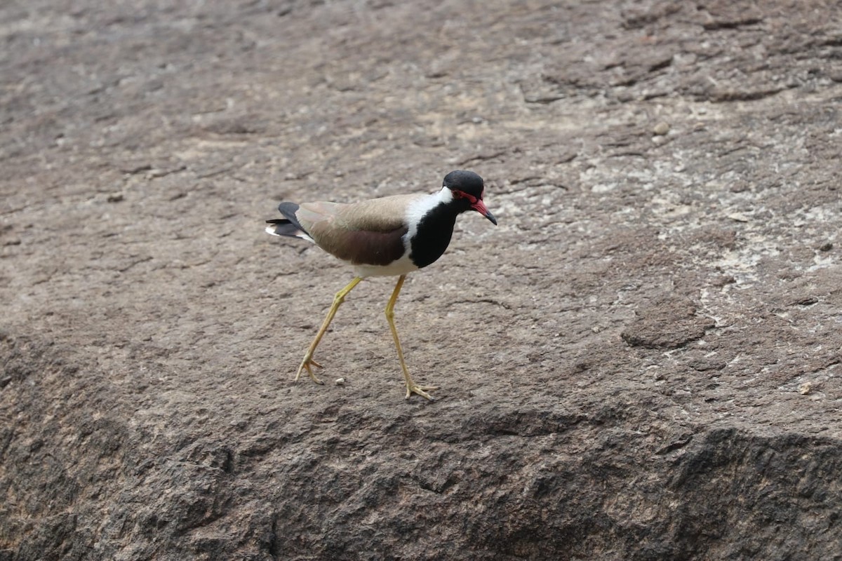 Red-wattled Lapwing - ML621701296