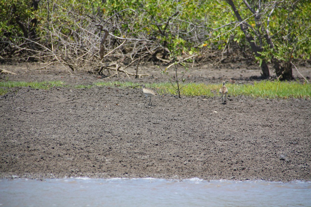 Whimbrel (Hudsonian) - ML621701325
