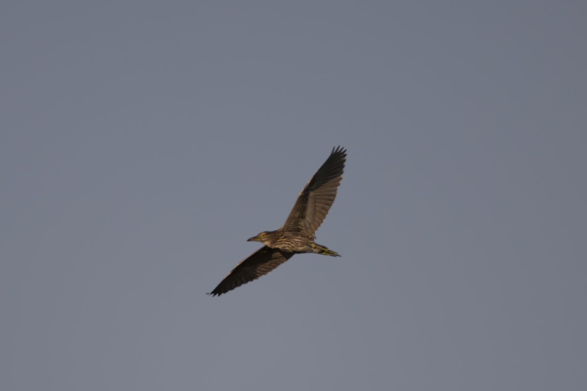 Black-crowned Night Heron - ML621701329