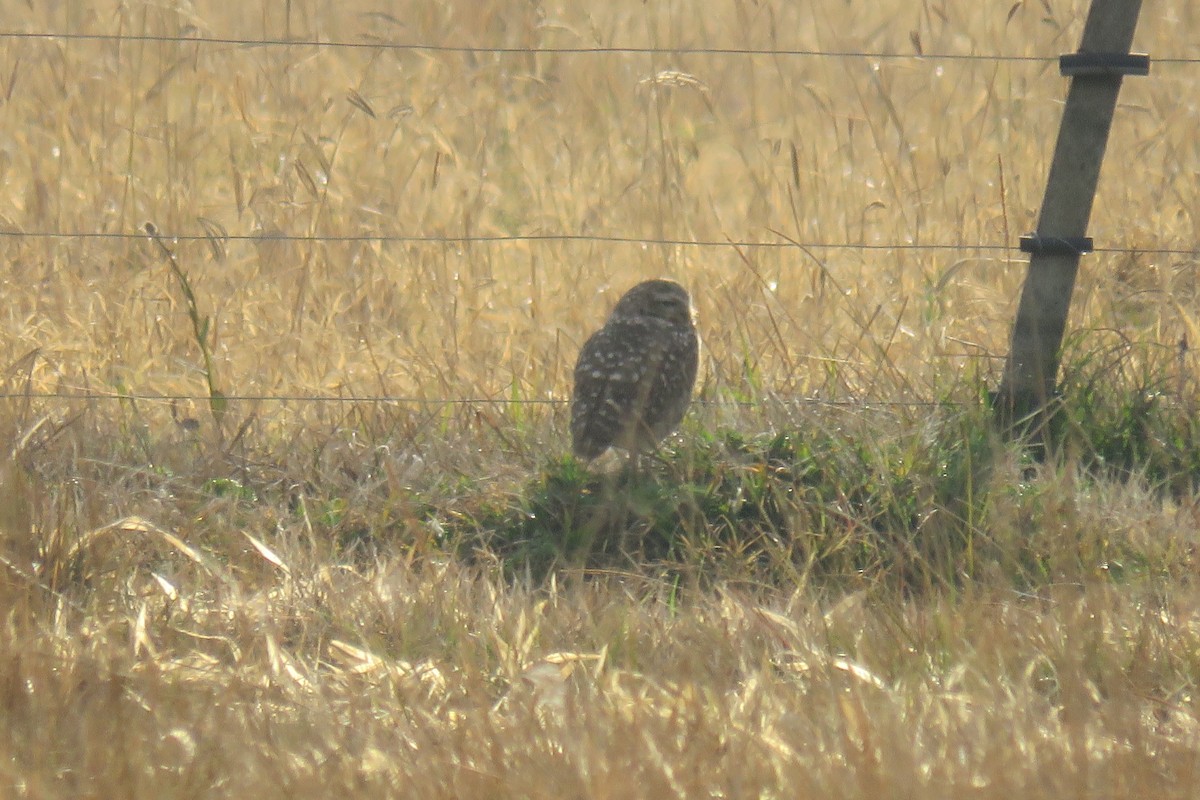 Burrowing Owl - Anonymous