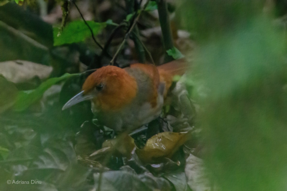 アカズキンカマドドリ - ML621701381