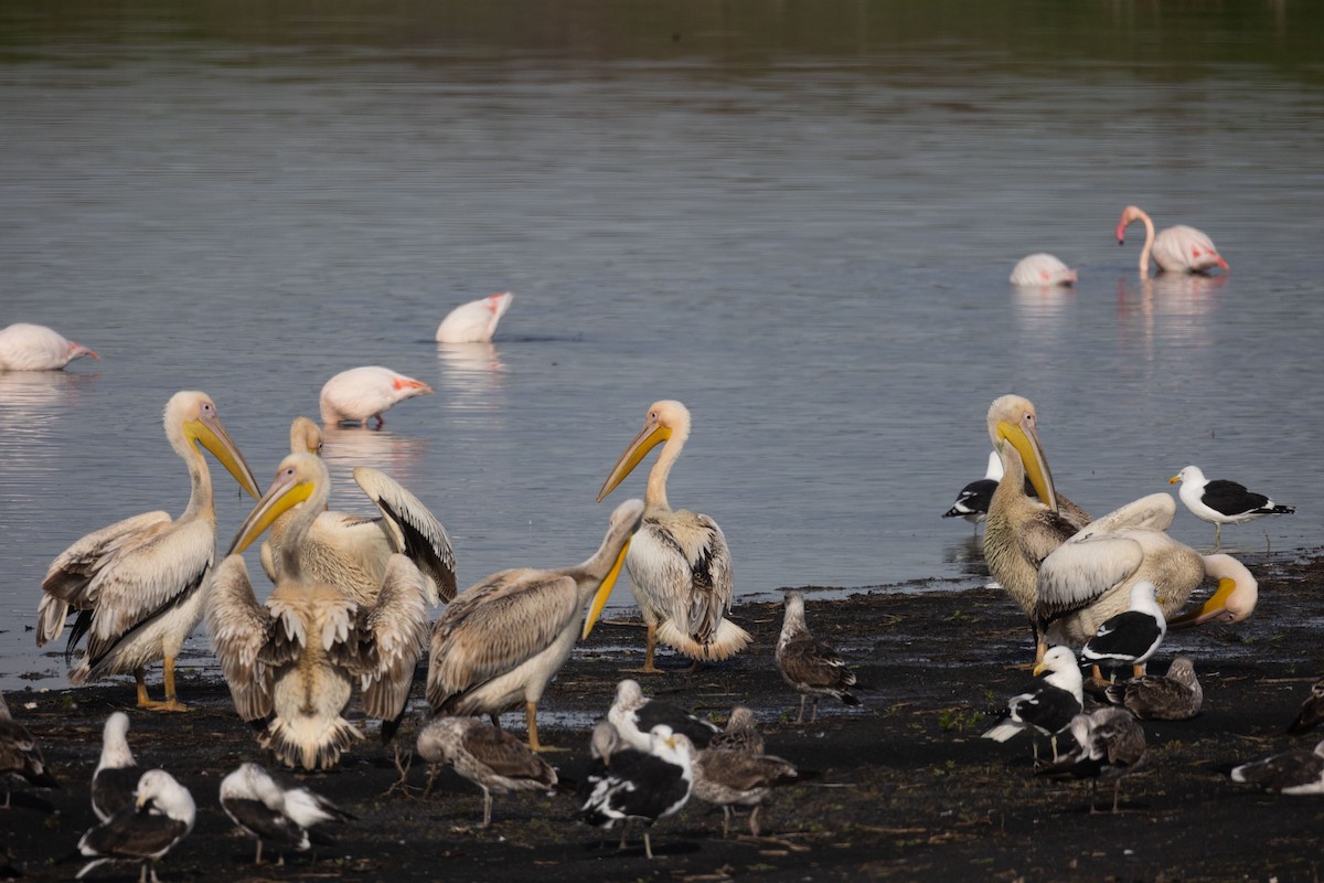 Great White Pelican - ML621701389