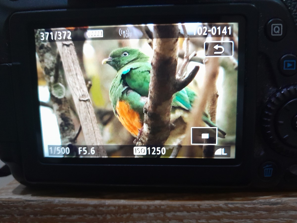 Orange-bellied Fruit-Dove - ML621701392