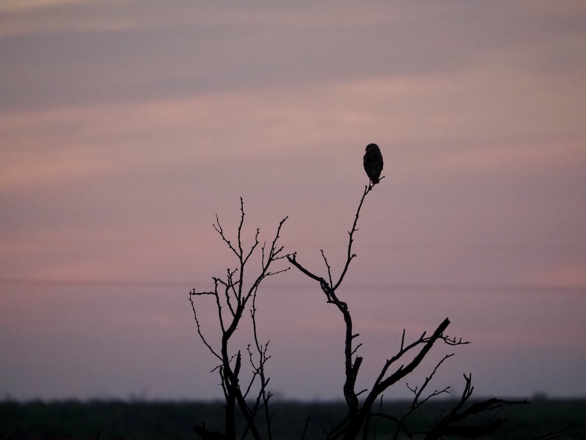 Burrowing Owl - Bob Nieman