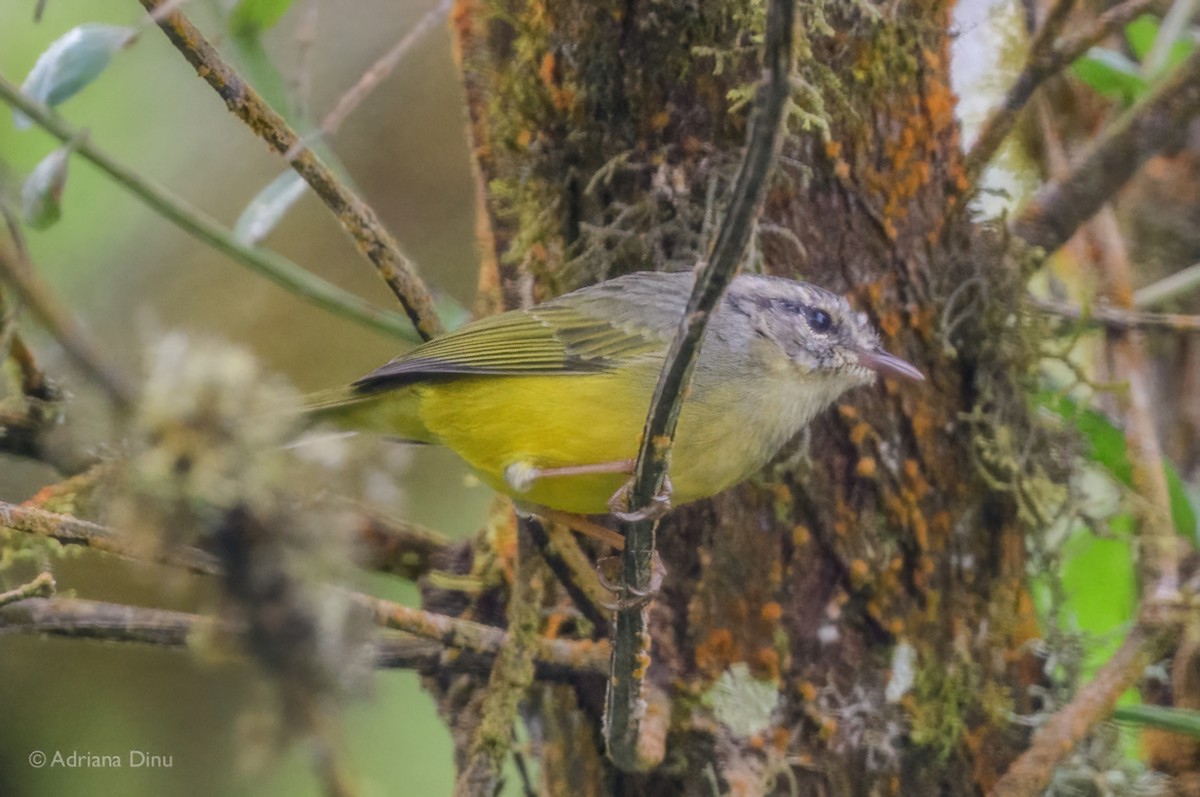 Three-banded Warbler - ML621701403