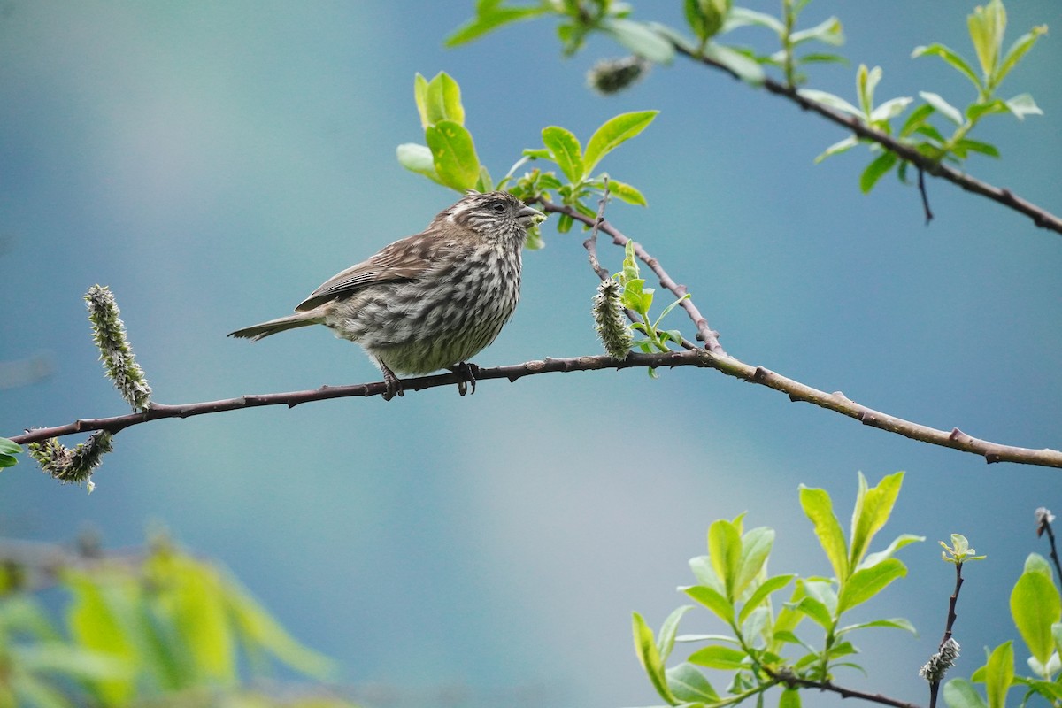 Chinese White-browed Rosefinch - ML621701521