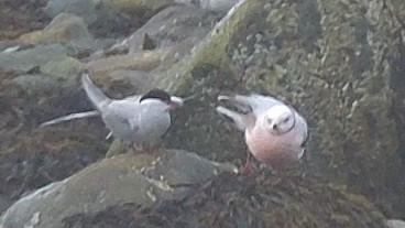 Ross's Gull - Krzysztof Czarnocki