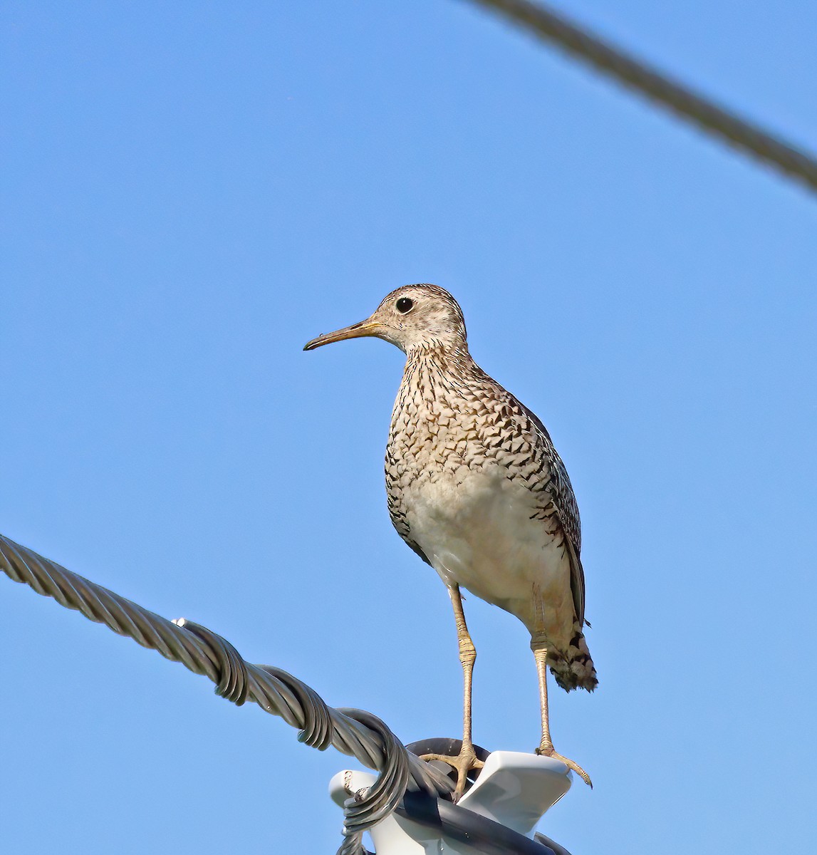 Upland Sandpiper - ML621701651