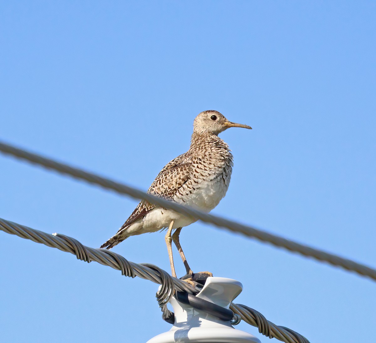 Upland Sandpiper - ML621701654