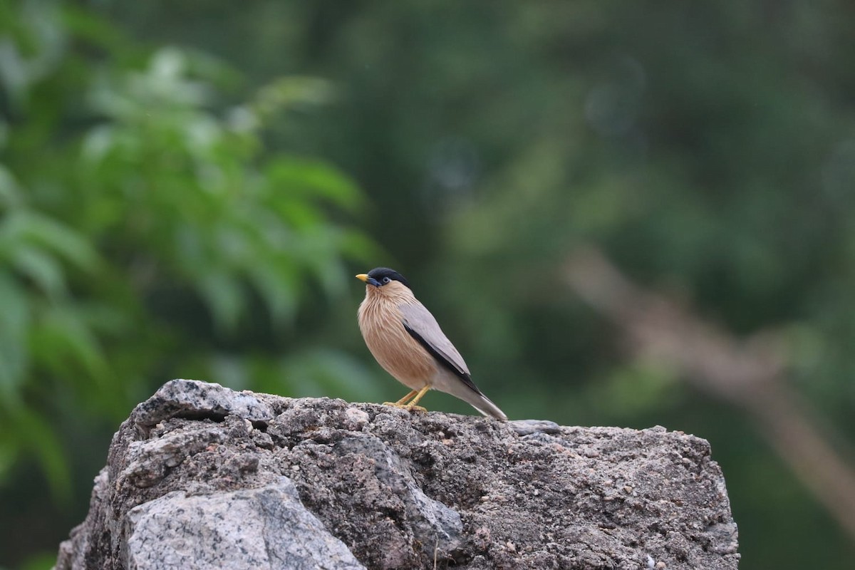 Brahminy Starling - ML621701679