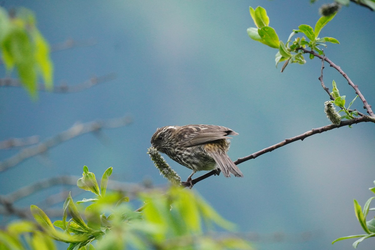 Chinese White-browed Rosefinch - ML621701685