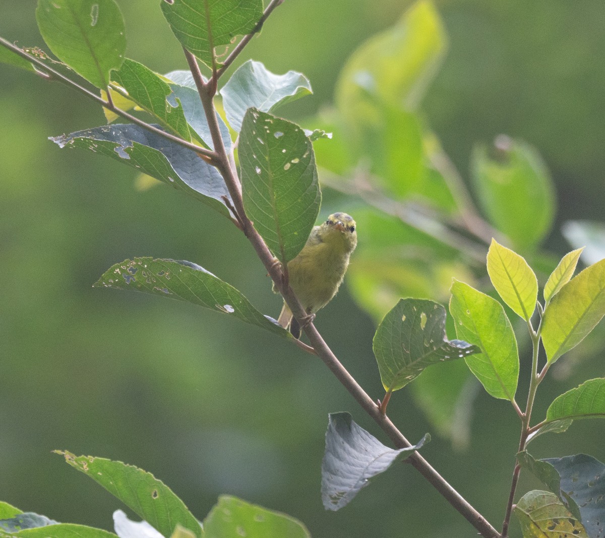 Sulphur-breasted Warbler - ML621701706