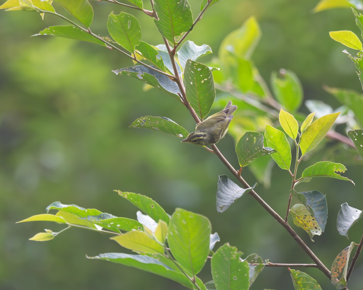 Sulphur-breasted Warbler - ML621701707