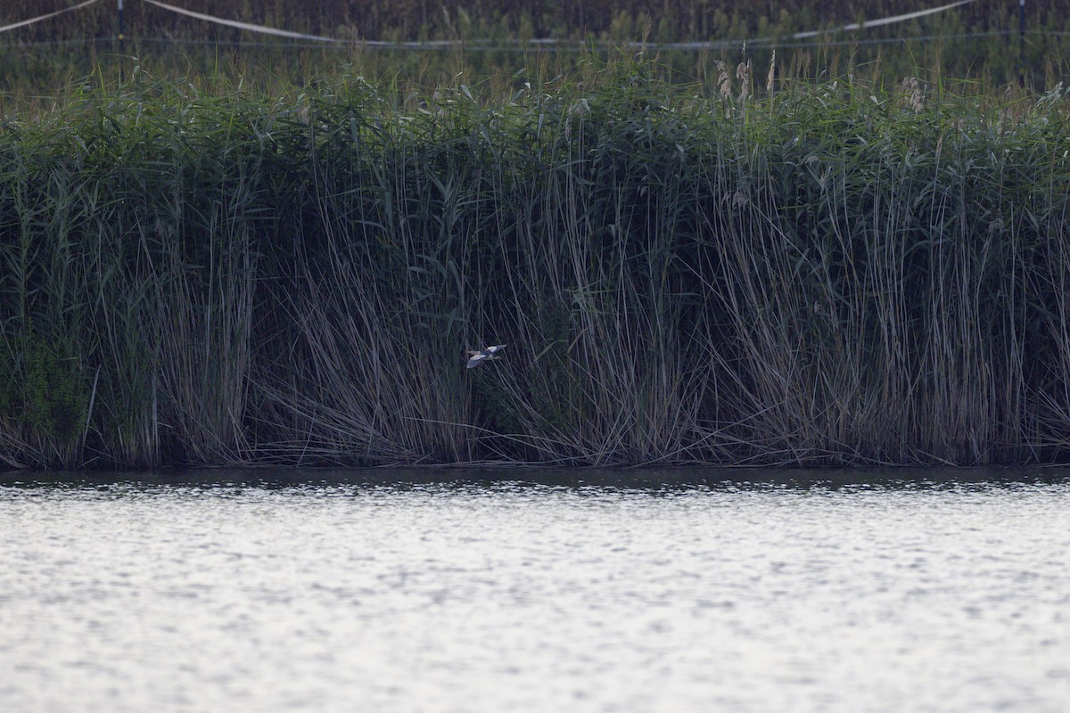 Little Bittern - ML621701710