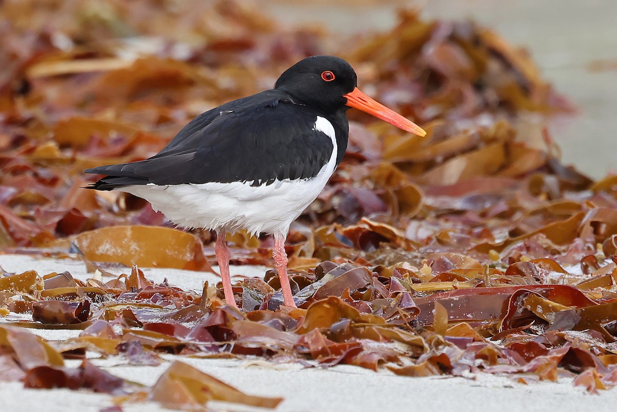 Eurasian Oystercatcher - ML621701731