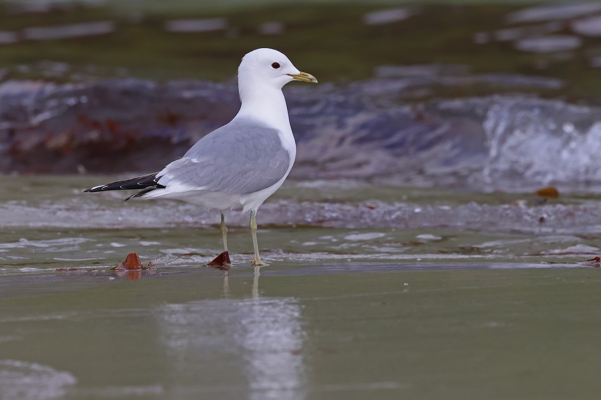 Common Gull - ML621701734