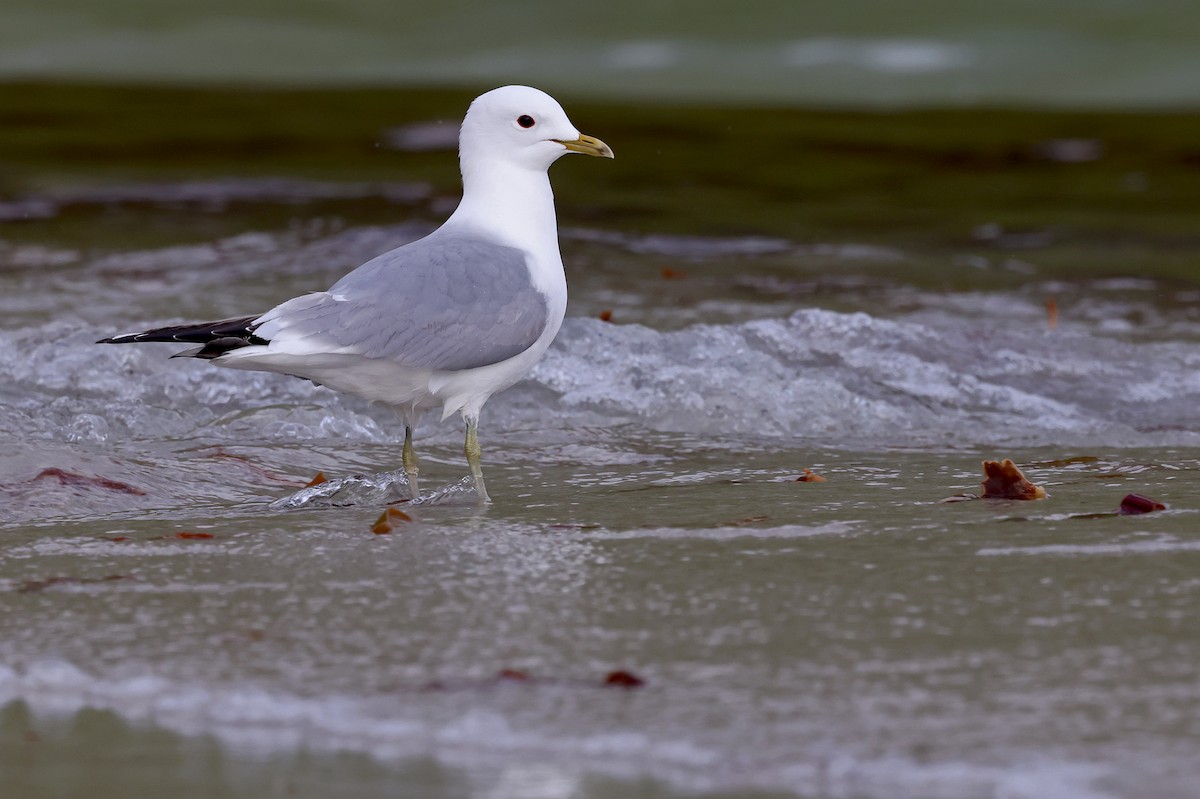 Common Gull - ML621701735